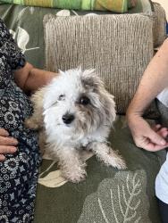 Found/Stray Unknown Dog last seen Near 81 st Ave n, Pinellas Park, FL 33781