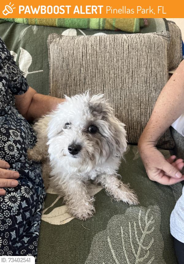 Found/Stray Unknown Dog last seen Near 81 st Ave n, Pinellas Park, FL 33781