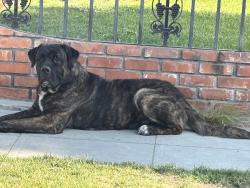 Found/Stray Male Dog last seen Crystal cambridge, Fresno, CA 93705