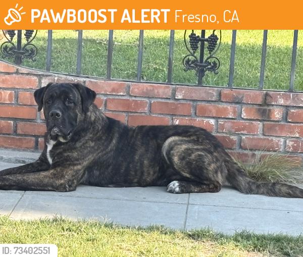 Found/Stray Male Dog last seen Crystal cambridge, Fresno, CA 93705