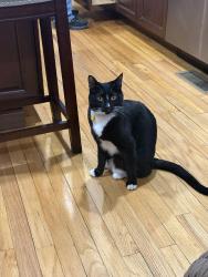 Lost Male Cat last seen Acme plaza Goldens bridge, Westchester County, NY 10526