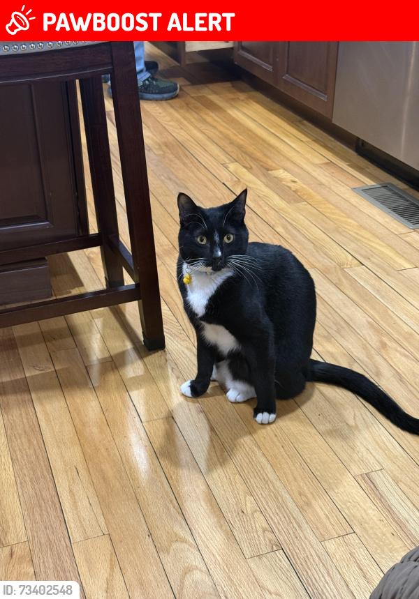 Lost Male Cat last seen Acme plaza Goldens bridge, Westchester County, NY 10526