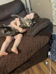Reunited Female Cat last seen Hancock rd, Chattanooga, TN 37416