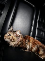 Found/Stray Unknown Cat last seen Near walking trail on Blue Ridge Ct & Bay Berry St, Menifee, CA 92584