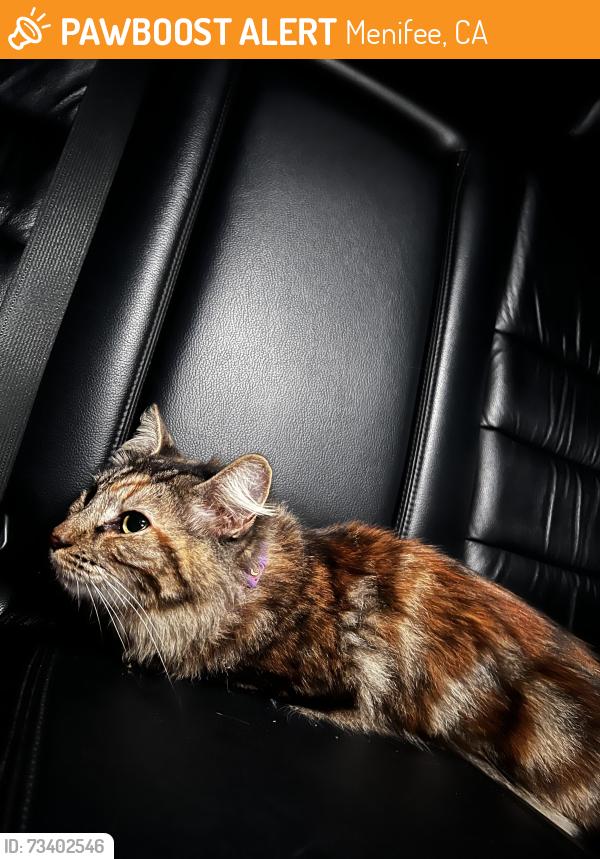Found/Stray Unknown Cat last seen Near walking trail on Blue Ridge Ct & Bay Berry St, Menifee, CA 92584