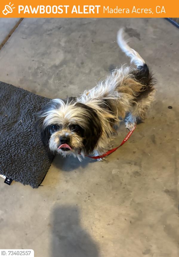 Found/Stray Male Dog last seen Road 27, Madera Acres, CA 93638