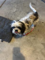 Found/Stray Male Dog last seen Road 27, Madera Acres, CA 93638