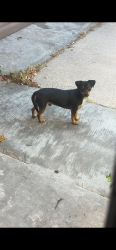Found/Stray Male Dog last seen Green acres Drive, Fort Worth, TX 76112