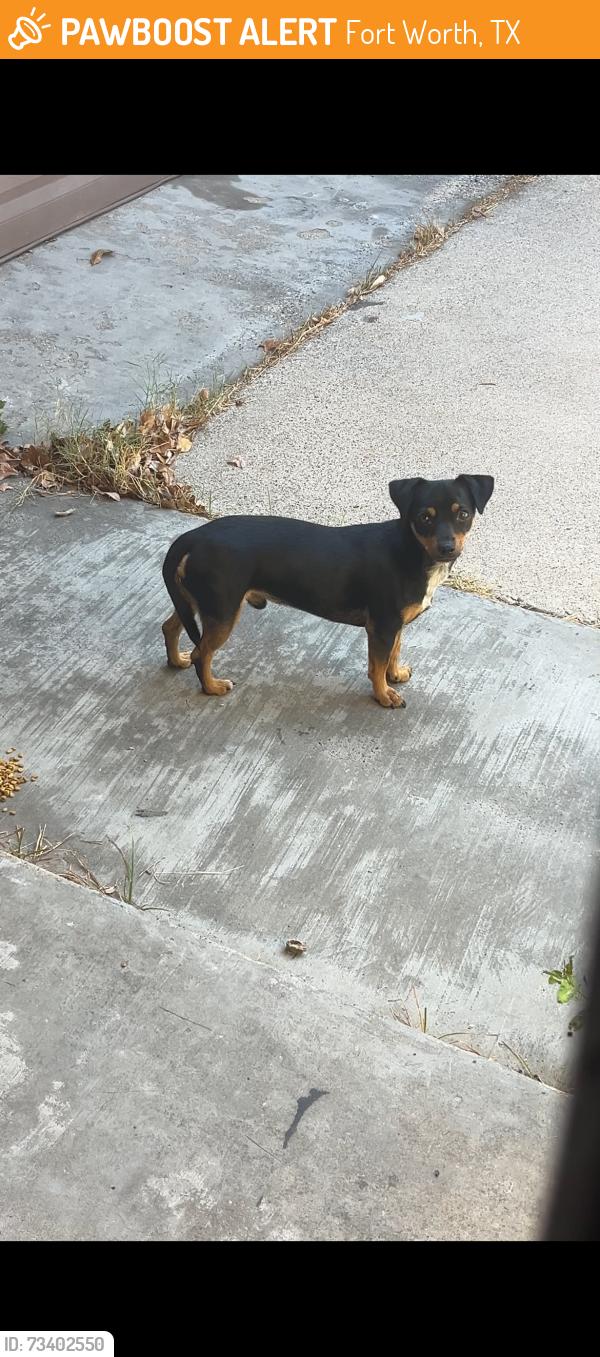 Found/Stray Male Dog last seen Green acres Drive, Fort Worth, TX 76112