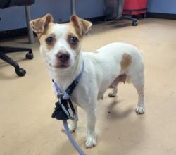 Reunited Female Dog last seen Ball Mill Road, Old Dominion, Marlborough Drive, Atlanta, GA 30350