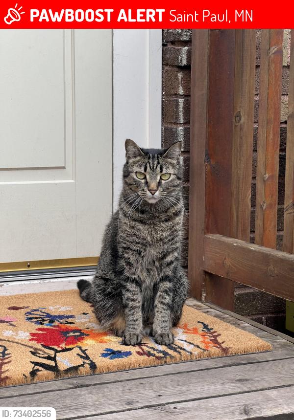 Lost Male Cat last seen Stanford and Davern, St. Paul, MN, Saint Paul, MN 55105