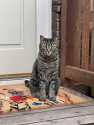 Lost Male Cat last seen Stanford and Davern, St. Paul, MN, Saint Paul, MN 55105