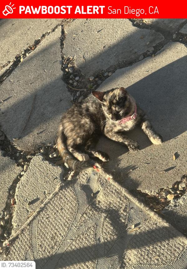 Lost Female Cat last seen Gallatin, San Diego, CA 92117