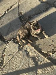Lost Female Cat last seen Gallatin, San Diego, CA 92117