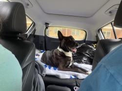 Found/Stray Female Dog last seen Walker St. off of S Lumpkin Rd., Columbus, GA 31903