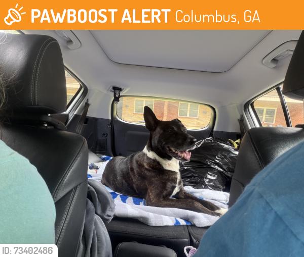 Found/Stray Female Dog last seen Walker St. off of S Lumpkin Rd., Columbus, GA 31903