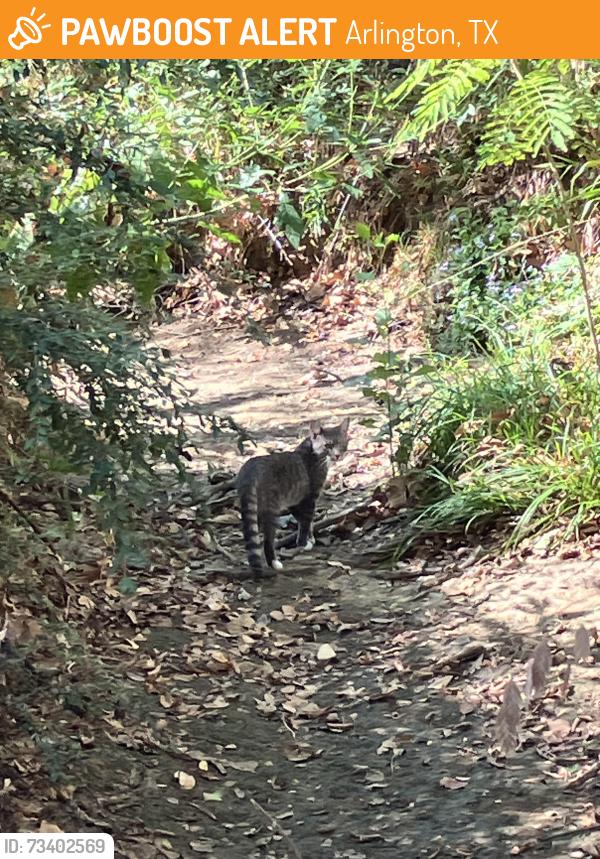 Found/Stray Unknown Cat last seen Shaded creek area near little paths with boardwalks, Arlington, TX 76016