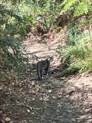 Found/Stray Unknown Cat last seen Shaded creek area near little paths with boardwalks, Arlington, TX 76016