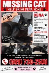 Lost Female Cat last seen Metro at main, Corona, CA 92882