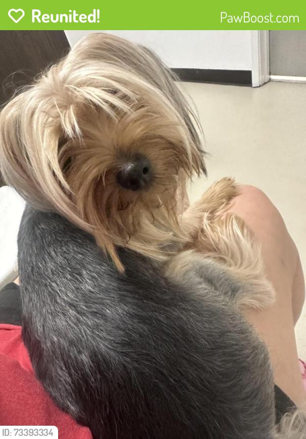 Reunited Male Dog last seen Ave R / 17th E palmdale, Palmdale, CA 93550