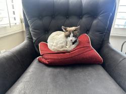 Lost Male Cat last seen Nohl ranch, Anaheim, CA 92807