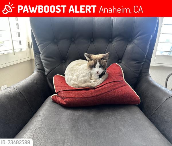 Lost Male Cat last seen Nohl ranch, Anaheim, CA 92807