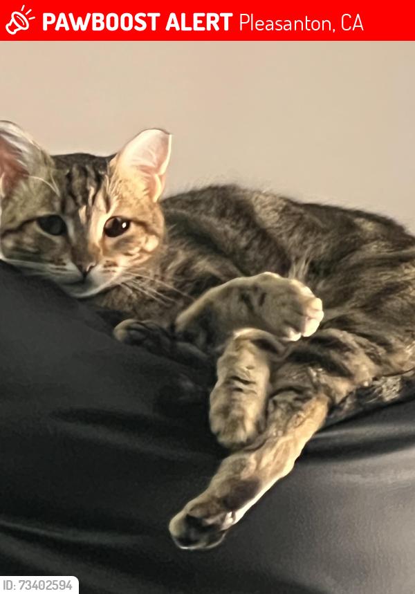 Lost Female Cat last seen Foothill, castle wood drive, Pleasanton, CA 94566