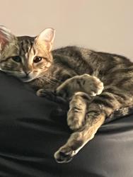 Lost Female Cat last seen Foothill, castle wood drive, Pleasanton, CA 94566