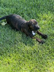 Found/Stray Female Dog last seen Eagle Point, Mount Vernon, TX 75457