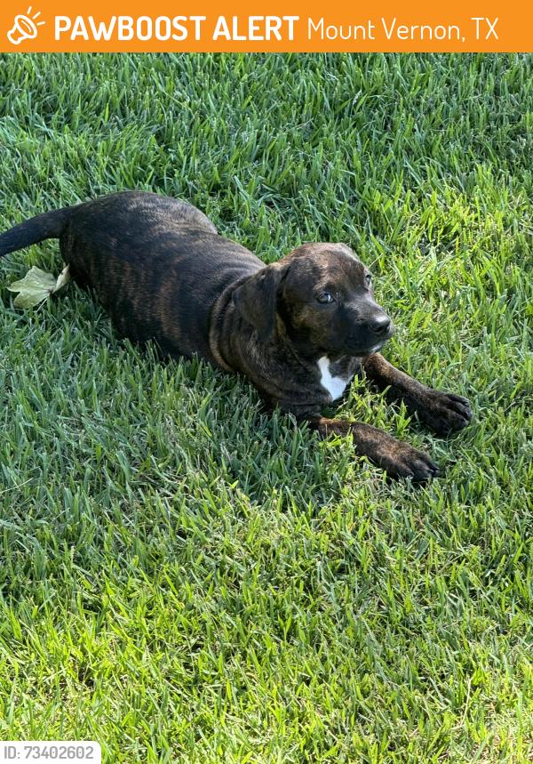 Found/Stray Female Dog last seen Eagle Point, Mount Vernon, TX 75457