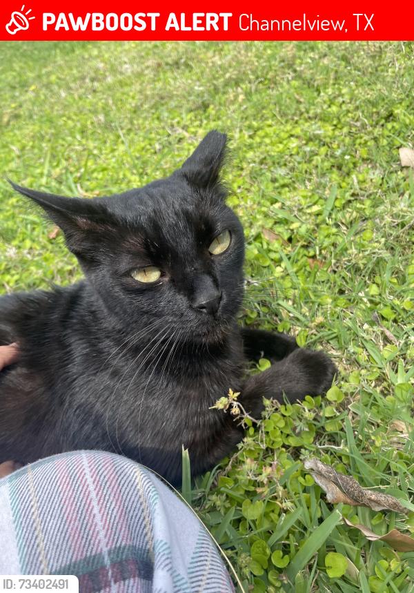 Lost Female Cat last seen Woodforest and dell dale, Channelview, TX 77530