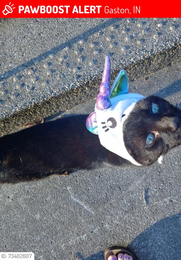 Lost Female Cat last seen Sycamore and main, Gaston, IN 47342