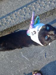 Lost Female Cat last seen Sycamore and main, Gaston, IN 47342