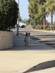 Found/Stray Unknown Dog last seen neighborhood in front of Don Derr park, toronto road/railroad, Riverside, CA 92504