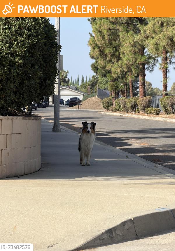 Found/Stray Unknown Dog last seen neighborhood in front of Don Derr park, toronto road/railroad, Riverside, CA 92504
