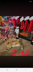Reunited Male Cat last seen Baldhill rd, Yelm, WA 98597