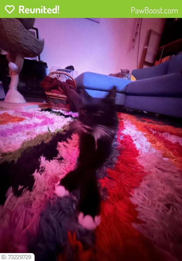 Reunited Male Cat last seen Oak Glen Park, Oakland, CA 94611