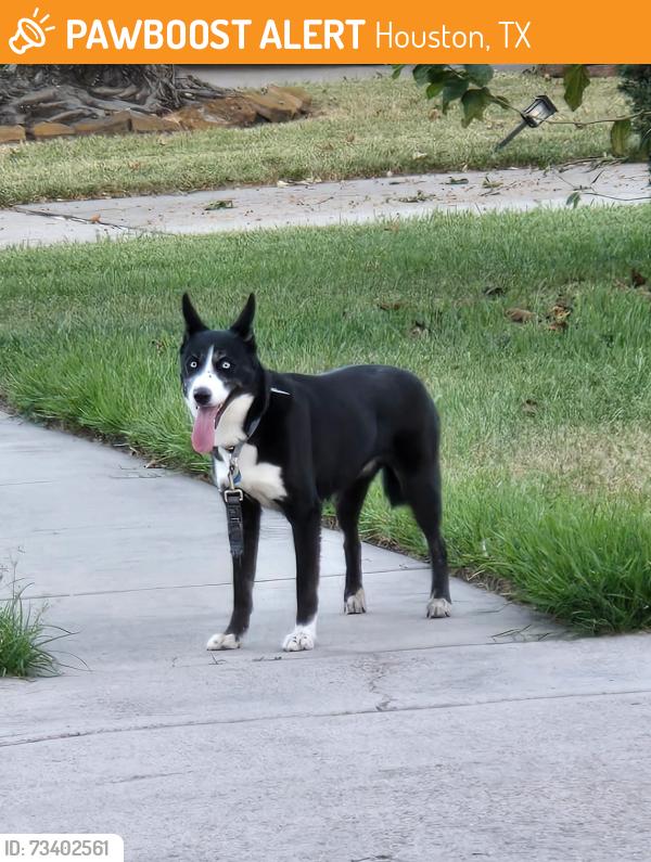 Found/Stray Unknown Dog last seen Willowbridge subdivision (near Beltway 8 & West Rd), Houston, TX 77064