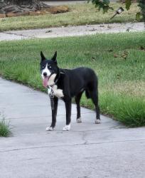 Found/Stray Unknown Dog last seen Willowbridge subdivision (near Beltway 8 & West Rd), Houston, TX 77064