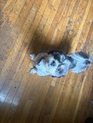 Reunited Male Dog last seen Sebring ave, Pittsburgh, PA 15216