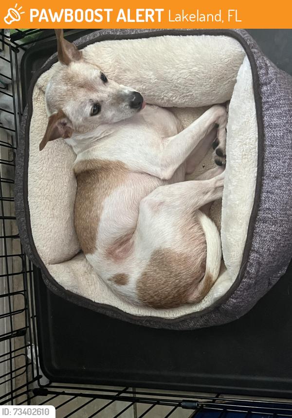 Found/Stray Male Dog last seen sr 33 north between the walmart warehouse and 7/11, Lakeland, FL 33805
