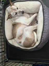 Found/Stray Male Dog last seen sr 33 north between the walmart warehouse and 7/11, Lakeland, FL 33805