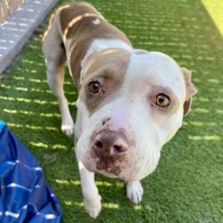 Shelter Stray Female Dog last seen Near Siesta Drive, Oceanside, CA, 92057, Oceanside, CA 92058, USA