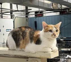 Reunited Female Cat last seen Tullys Kennel 77th and D st Omaha, NE, Omaha, NE 68124