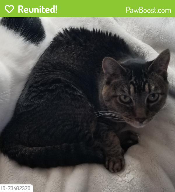 Reunited Female Cat last seen Lujan, Elk Grove, CA 95624