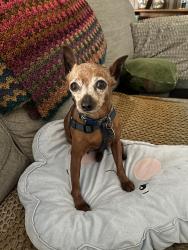 Reunited Female Dog last seen El toro and Raymond, Lake Forest, CA 92630