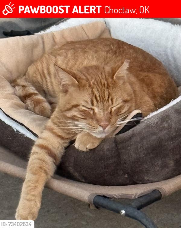 Lost Male Cat last seen NE 10th between Westminster & Anderson, Choctaw, OK 73020