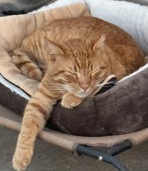 Lost Male Cat last seen NE 10th between Westminster & Anderson, Choctaw, OK 73020