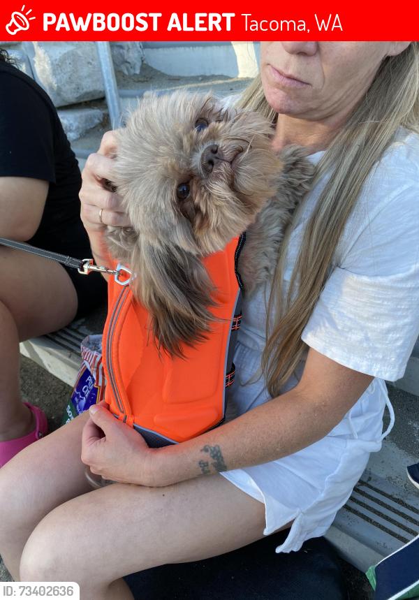 Lost Male Dog last seen Unknown, Tacoma, WA 98498