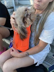 Lost Male Dog last seen Unknown, Tacoma, WA 98498